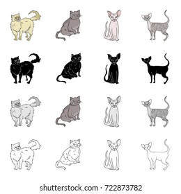 Cat breed Persian, York Chocolate, Sphinx, Cornish Rex. Different breeds of cat set collection icons in cartoon black monochrome outline style vector symbol stock illustration web.