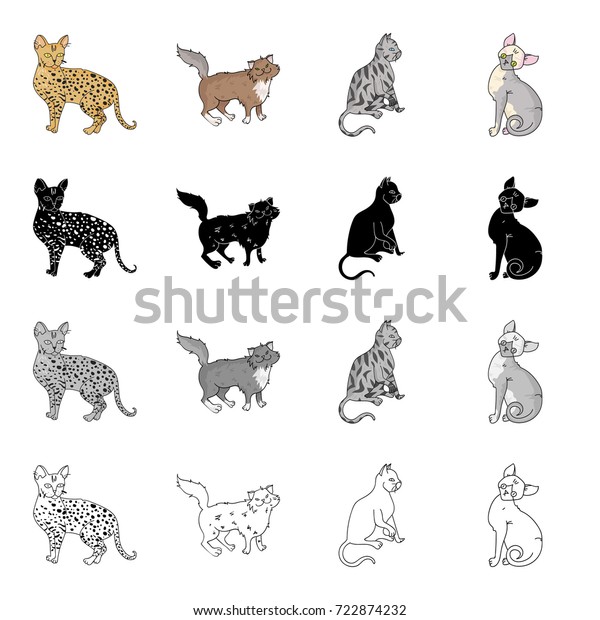 Cat Breed Savannah Norwegian Forest Cat Stock Vector Royalty Free