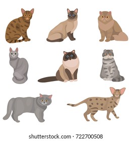 cat breed set