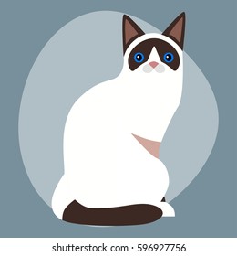 Cat breed siamese cute pet portrait fluffy white black adorable cartoon animal and pretty fun feline sitting mammal domestic kitty vector illustration.