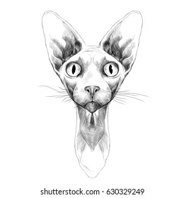 cat of breed the Sphinx head is symmetrical sketch vector graphics black and white drawing