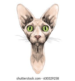 cat of breed the Sphinx head is symmetrical sketch vector graphics color picture