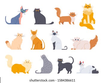 Cat breeds. Cute fluffy cats, maine coon, bobtail, siamese cat and funny sphynx cat, pedigree breeds pets isolated illustration icons set. Flat vector kittens bundle