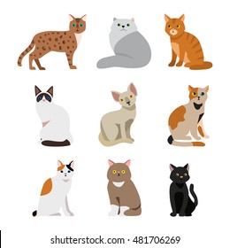 Cat breeds cute pet animal set vector illustration