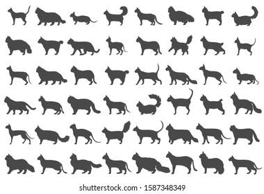 Cat breeds icon set flat style isolated on white. Cartoon silhouettes cats characters collection. Vector illustration