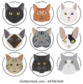 Cat breeds icon set flat style. Vector illustration