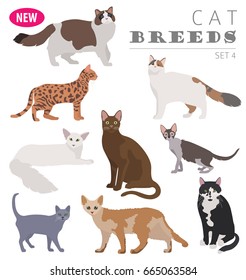 American Shorthair Cat Isolated Stock Vectors Images Vector Art