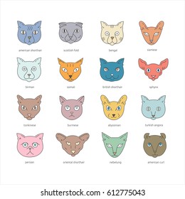 Cat breeds icon set including american shorthair, scottish fold, bengal, siamese, birman, somali, british, sphynx, tonkinese, burmese, abyssinian, turkish angora, persian, oriental, american curl.