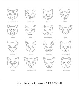 Cat Breeds Icon Set Including American Shorthair, Scottish Fold, Bengal, Siamese, Birman, Somali, British Shorthair, Sphynx, Tonkinese, Burmese, Abyssinian. Cute Pets Collection. 