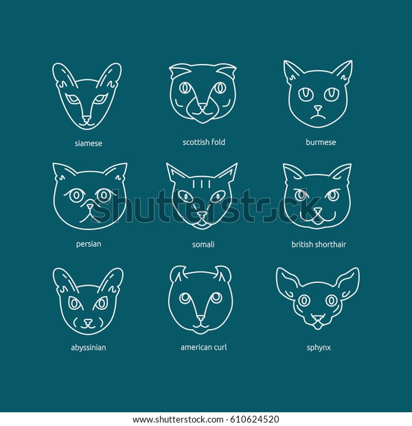 Cat Breeds Icon Set Including Scottish Stock Vector Royalty Free