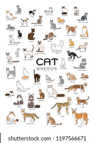 cat breeds modern