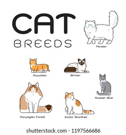 cat breeds modern
