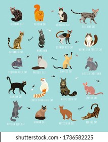 Cat breeds poster in English.Cats of the World. Cat Breeds Collection. Vector Illustration.