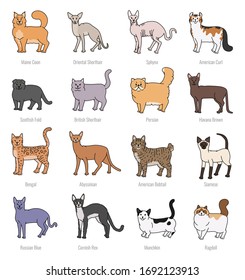 Cat Breeds Profile Vector Set Contour Stock Vector (Royalty Free ...