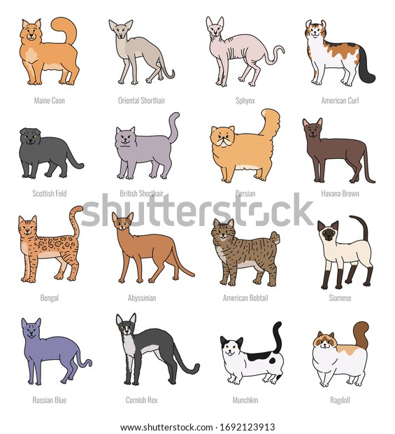 Cat Breeds Profile Vector Set Contour Stock Vector (Royalty Free ...