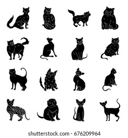 Cat breeds set icons in black style. Big collection of cat breeds vector symbol stock illustration