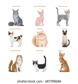 Cat Breeds Set On White Background Stock Vector (Royalty Free ...