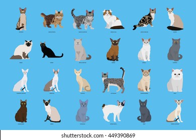 Cat Breeds Set Vector Illustration Stock Vector (Royalty Free ...