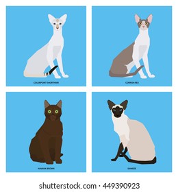 Cat breeds, set, Vector illustration