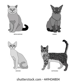 Cat breeds, set, Vector illustration