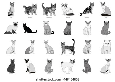 Cat breeds, set, Vector illustration