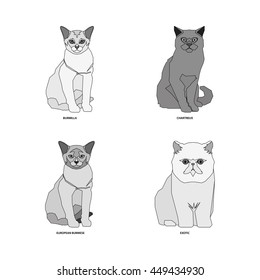 Cat breeds, set, Vector illustration