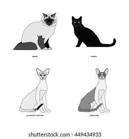 Cat breeds, set, Vector illustration