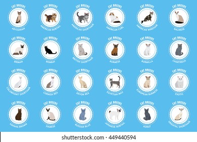 Cat breeds, set, Vector illustration