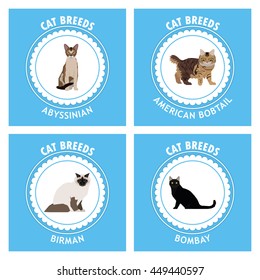 Cat breeds, set, Vector illustration