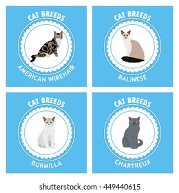 Cat breeds, set, Vector illustration