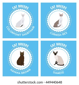 Cat breeds, set, Vector illustration