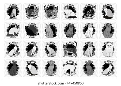 Cat breeds, set, Vector illustration