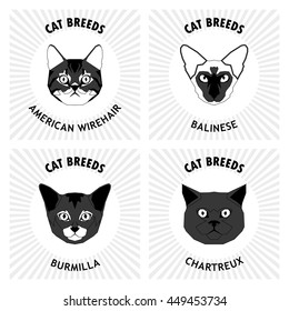 Cat breeds, set, Vector illustration