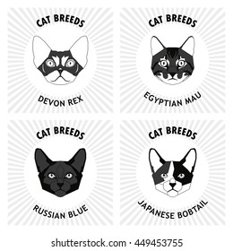 Cat breeds, set, Vector illustration