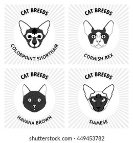 Cat breeds, set, Vector illustration