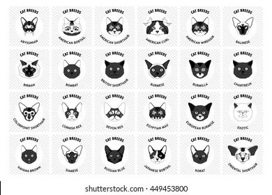 Cat breeds, set, Vector illustration