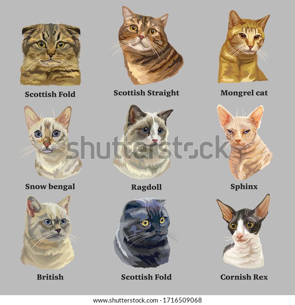 猫は9種類の猫のベクター画像を生み出し リアルなスタイルで繁殖します ストックイラスト のベクター画像素材 ロイヤリティフリー