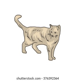 cat brown 2