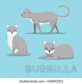 Cat Burmilla Cartoon Vector Illustration