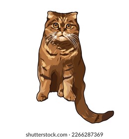 cat, can be used as an edit project material