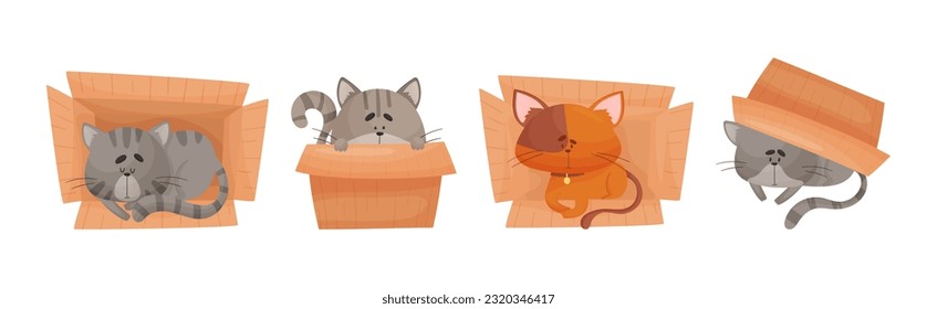 Katzen- und Pappkarton-Box Innen- und Vectorset-Aufsatz