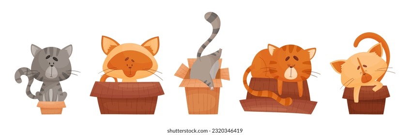 Cat and Cardboard Box Sitting Inside and Playing Vector Set
