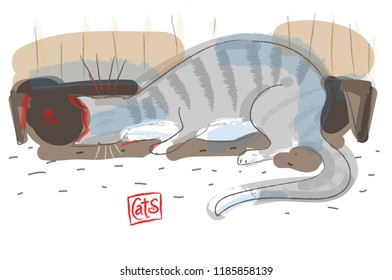 cat catches a laser dot under the Cabinet