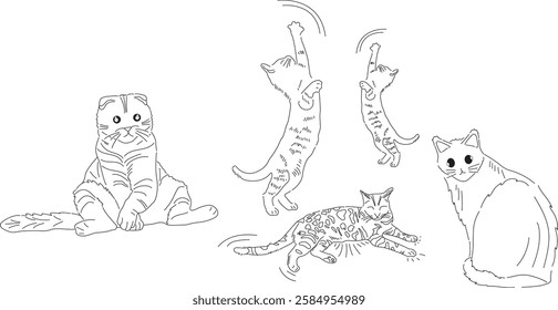 cat cats animal pretty cats