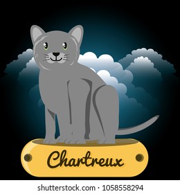 Cat chartreux under the light of the moon