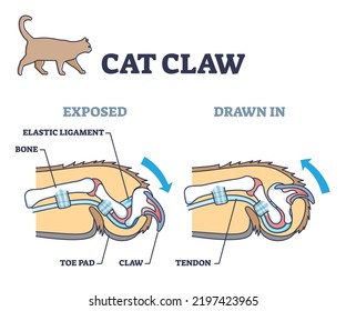 Cat claw anatomy with exposed and drawn in pose comparison outline diagram. Labeled educational scheme with biological elastic ligament, bone, toe pad and tendon parts location vector illustration.