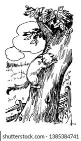 A cat climbing the trunk of a tree seeing what is down below, vintage line drawing or engraving illustration.