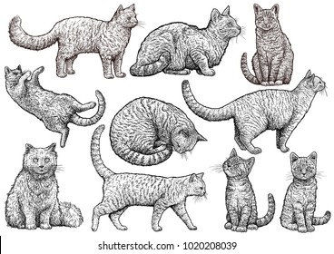 Cat collection illustration, drawing, engraving, ink, line art, vector