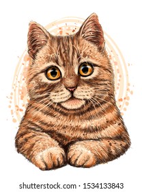
Cat. The color, graphic, artistic drawing of a cute cat  on a white background with a spray of watercolor.