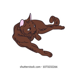 cat color, vector, white background